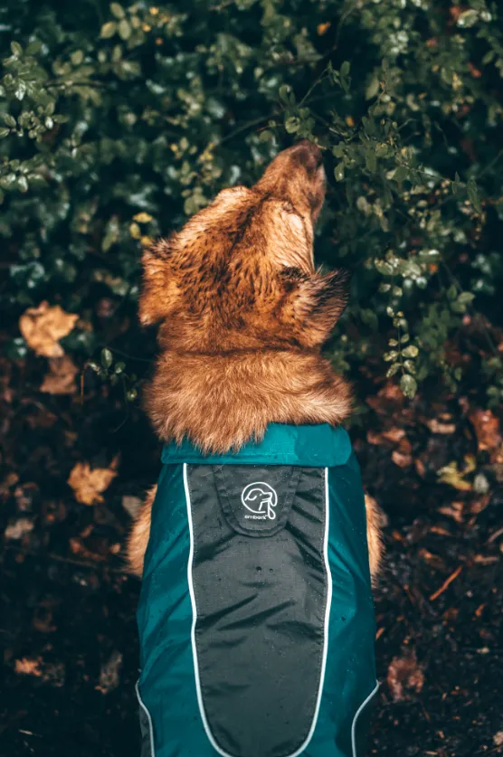 Adventure Dog Rain Jacket